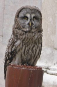 13064717_10153499794296496_4530485602099779969_o-2