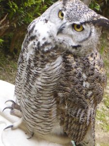 13217523_10153499794321496_9160551587800931893_o-2