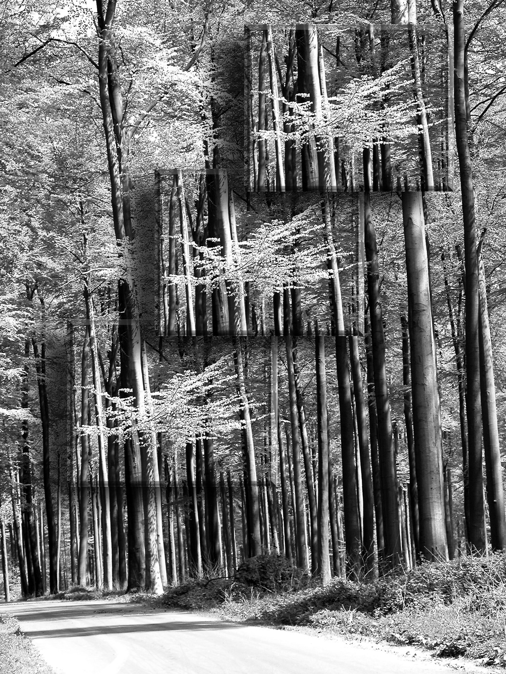 Галерея леса